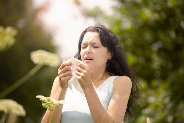 UK pollen bomb horror for hay fever sufferers as weather sees count skyrocket today