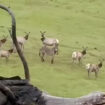 Un âne retrouvé dans un troupeau de wapitis cinq ans après sa disparition