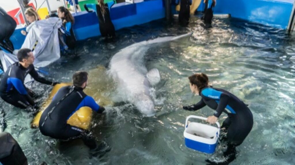 Tierärzte kümmern sich um einen der Wale in Valencia