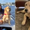 'It felt like a miracle': Family of lost golden retriever Rocky shares impossible reunion story