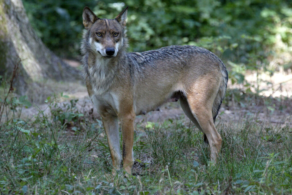 La joggeuse mordue par des loups à Thoiry porte plainte pour manquements du zoo