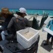 Mexico evacuates turtle eggs from beaches as Hurricane Beryl approaches