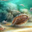 Découverte d’un « Pompéi » marin datant de 515 millions d’années au Maroc