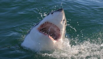 Shark Watch: What to do if you see a shark at the beach