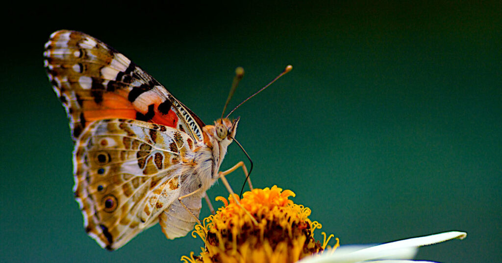 La belle-dame, ce papillon capable de traverser l’océan Atlantique d’une traite