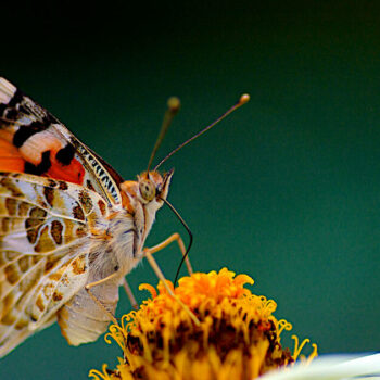 La belle-dame, ce papillon capable de traverser l’océan Atlantique d’une traite