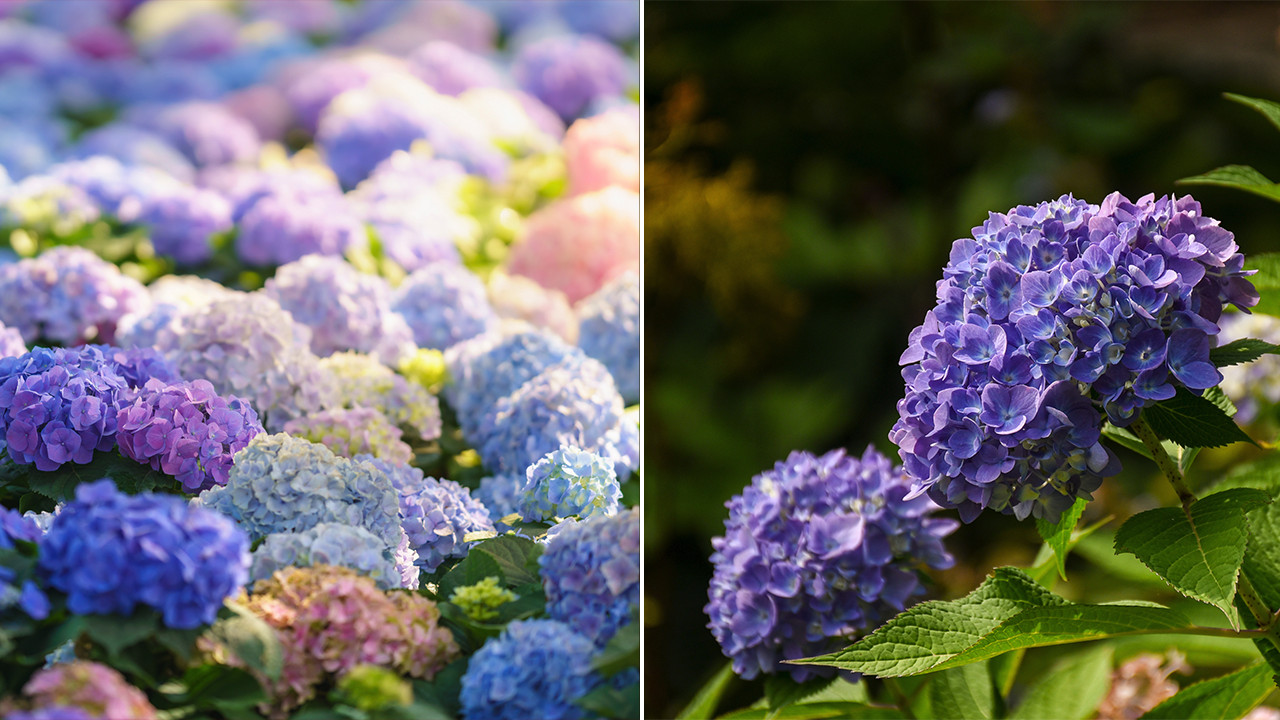 This popular flower is in sensational form in New England this summer