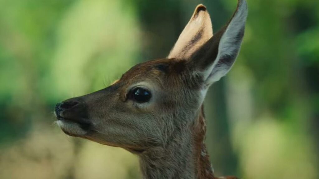 Le film « Bambi » dévoile sa bande-annonce et on risque d’être (à nouveau) traumatisés