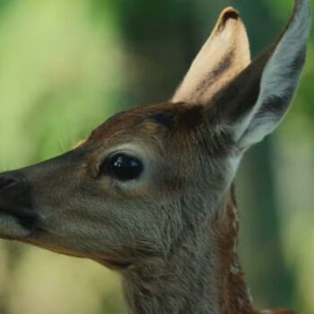 Le film « Bambi » dévoile sa bande-annonce et on risque d’être (à nouveau) traumatisés