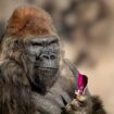 Winston, beloved gorilla at San Diego Zoo Safari Park, dies at 52