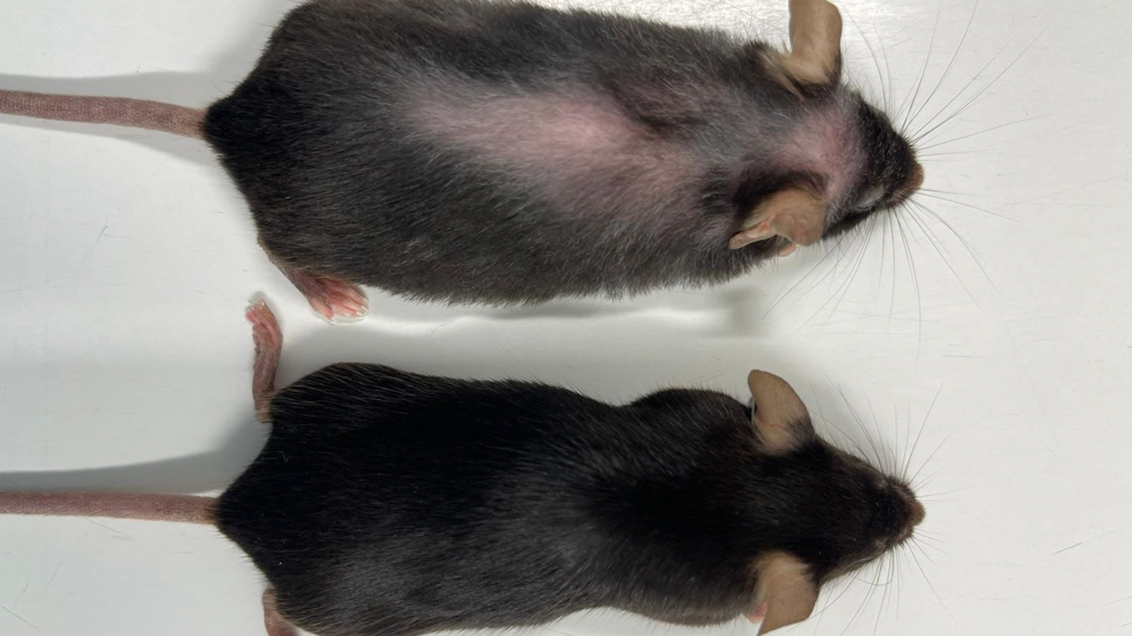 The two female mice - one of which has received the antibody injection. Pic PA