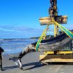 Trois choses à savoir sur la baleine à bec de Travers, "la plus rare au monde", dont un spécimen s'est échoué en Nouvelle-Zélande