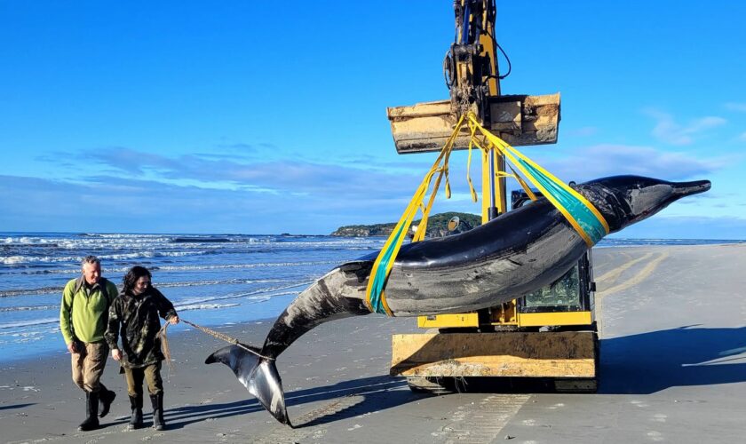 Trois choses à savoir sur la baleine à bec de Travers, "la plus rare au monde", dont un spécimen s'est échoué en Nouvelle-Zélande