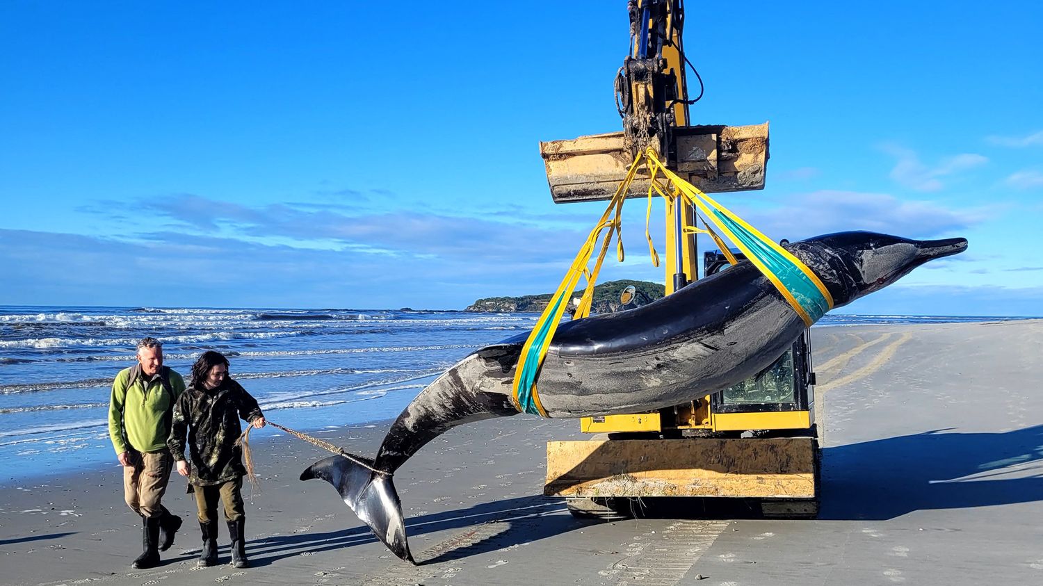 Trois choses à savoir sur la baleine à bec de Travers, "la plus rare au monde", dont un spécimen s'est échoué en Nouvelle-Zélande