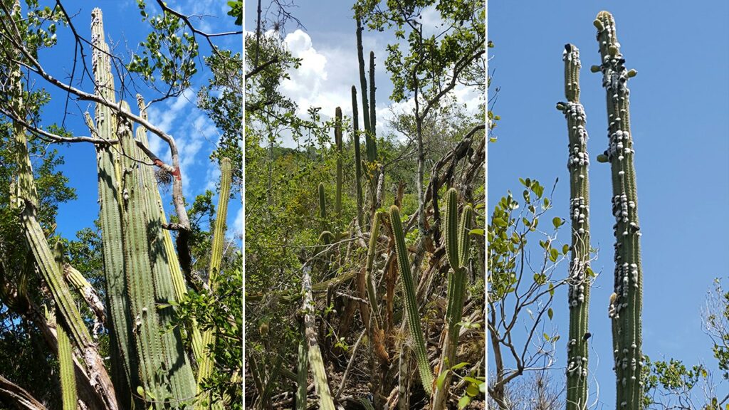 Key Largo tree cactus no longer exists in US: 'My eyes bugged out'