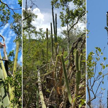 Key Largo tree cactus no longer exists in US: 'My eyes bugged out'