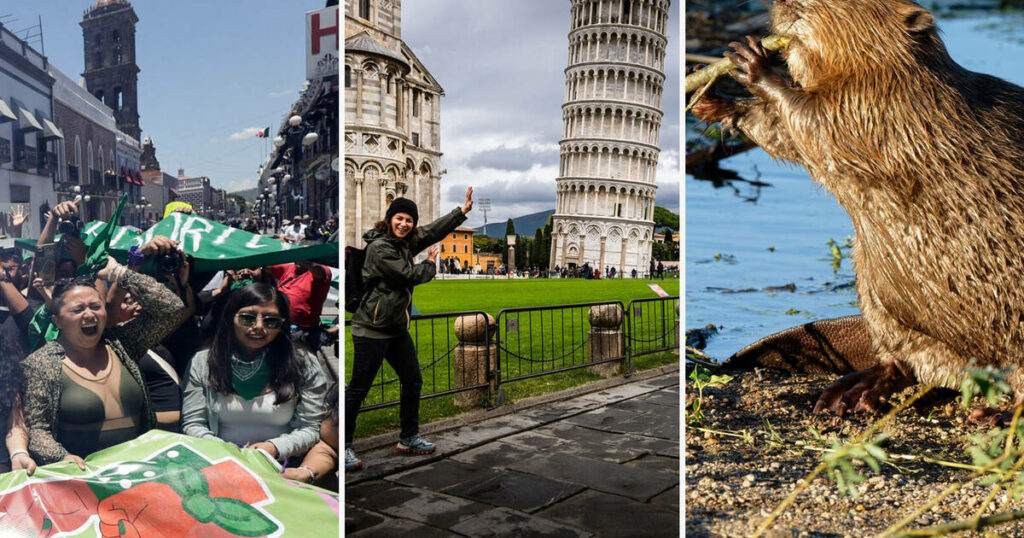 Des castors formidables, du théâtre engagé, des photos de vacances… 10 articles qui nous ont réconfortés cette semaine