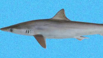 Brazilian sharpnose shark. Pic: Smithsonian Tropical Research Institute