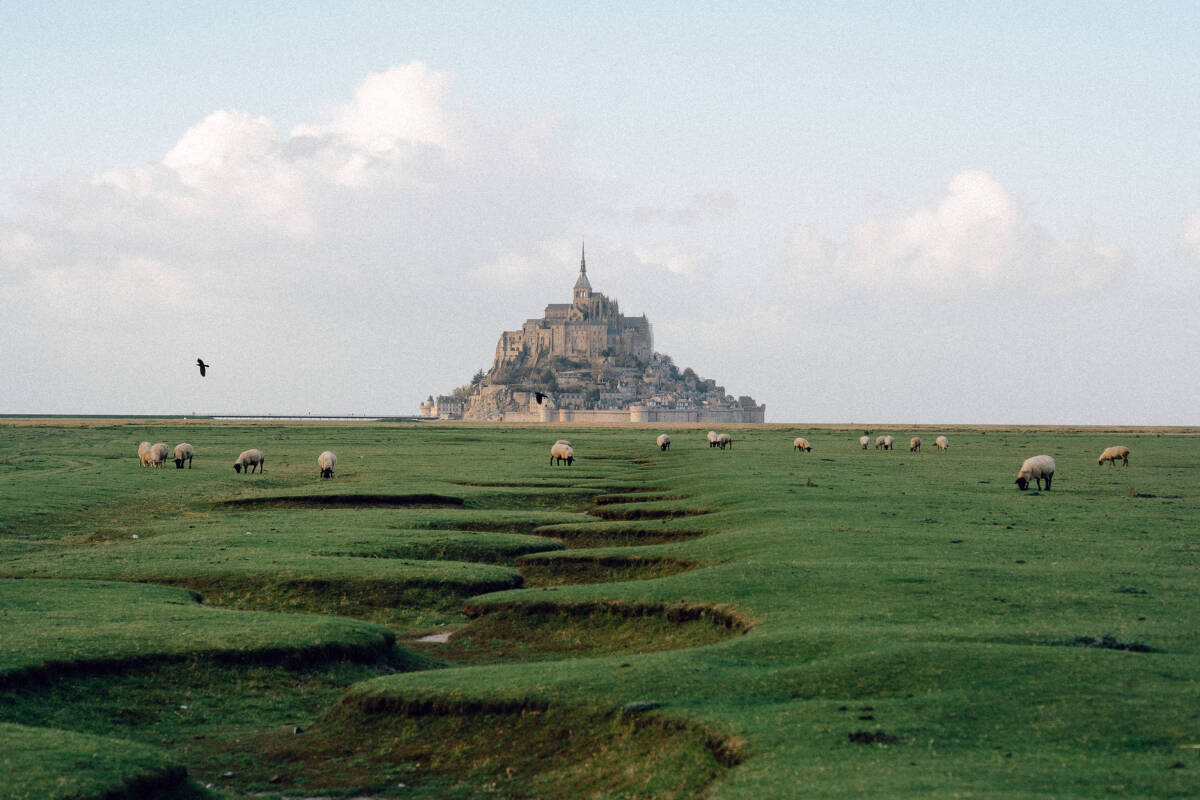 « Mont-Saint-Michel, la baie des merveilles », focus sur une biodiversité d’exception