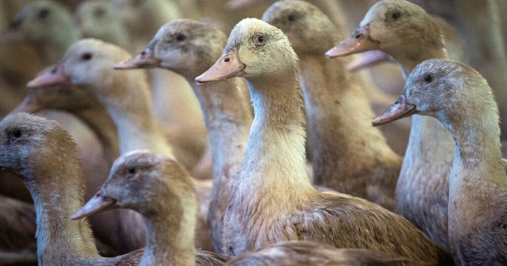 Grippe aviaire : l’OMS veut développer des vaccins à ARN messager