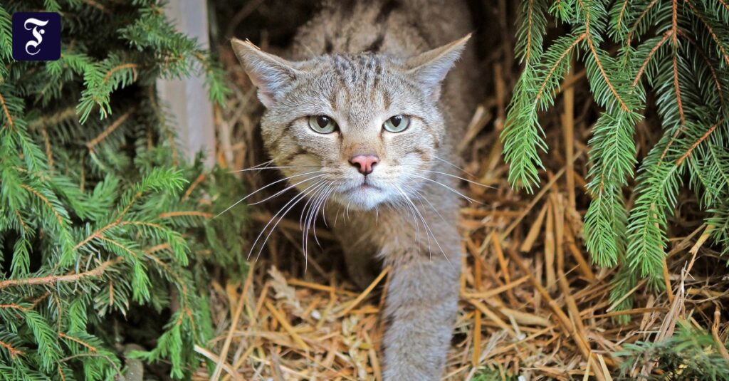 Schutzprojekt: Wie sich die Wildkatze wieder verbreitet