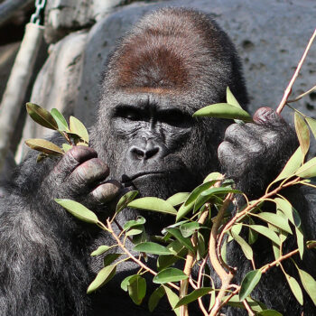 Au zoo, les gorilles passent trop de temps devant les écrans