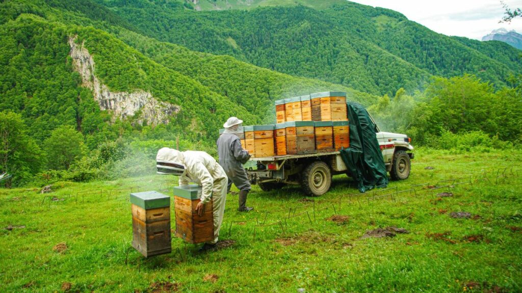 Avec ces apiculteurs qui font transhumer leurs abeilles dans la vallée d’Aspe au côté des ours bruns