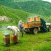 Avec ces apiculteurs qui font transhumer leurs abeilles dans la vallée d’Aspe au côté des ours bruns