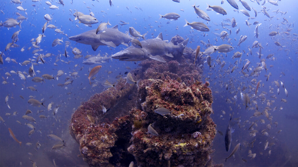 Certaines épaves de la Seconde Guerre mondiale font le bonheur des créatures sous-marines