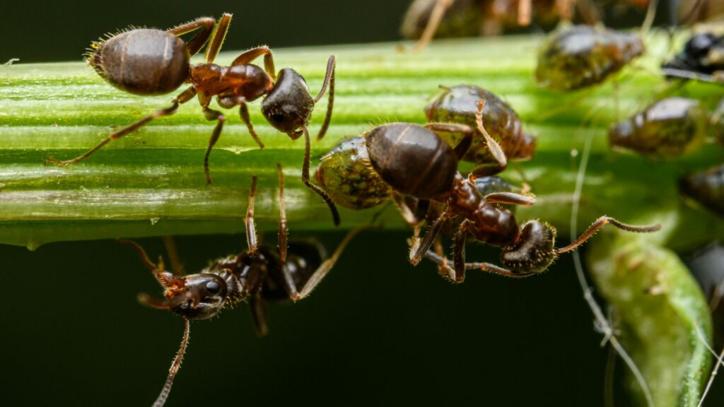 Certaines fourmis amputent leurs congénères pour leur sauver la vie