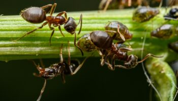 Certaines fourmis amputent leurs congénères pour leur sauver la vie