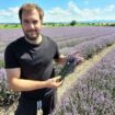 Des champs de lavande au pied du Puy-de-Dôme : en Auvergne, la plante aromatique gagne du terrain