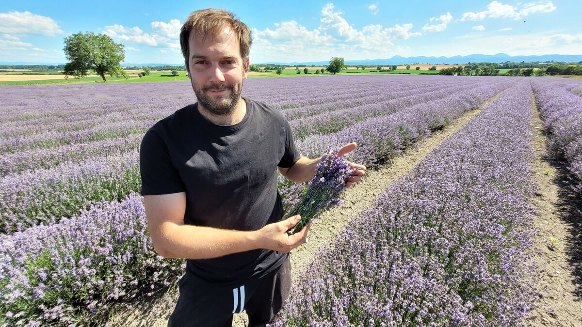 Des champs de lavande au pied du Puy-de-Dôme : en Auvergne, la plante aromatique gagne du terrain