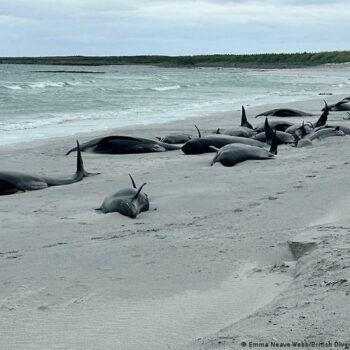 Dozens of pilot whales die on beach off Scotland