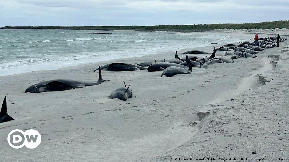 Dozens of pilot whales die on beach off Scotland