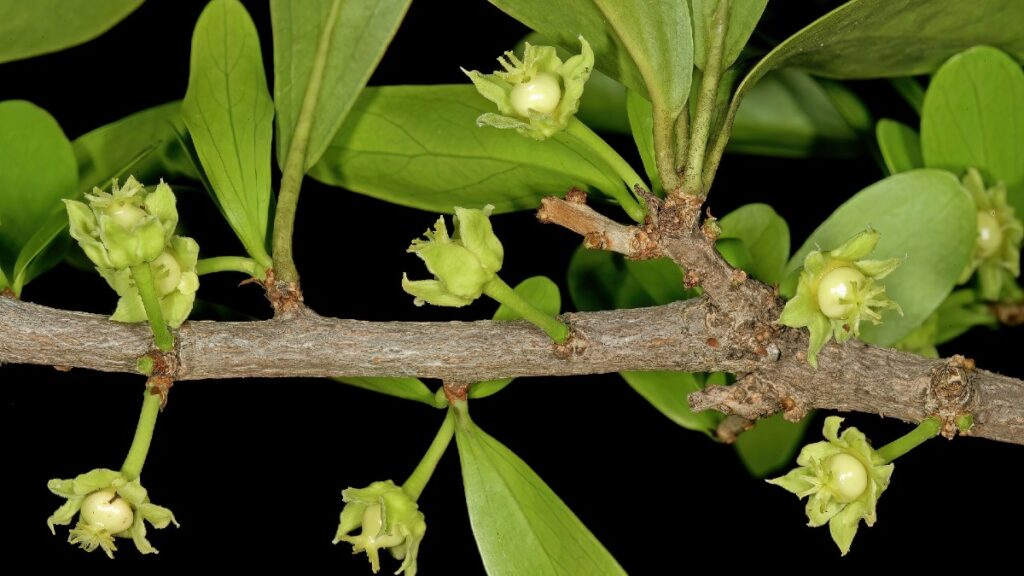 Faut-il vraiment supprimer les noms de plantes jugés racistes?