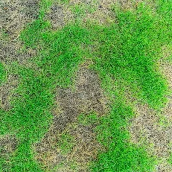 Gardening expert explains 'instant' way to fix brown patches on your lawn