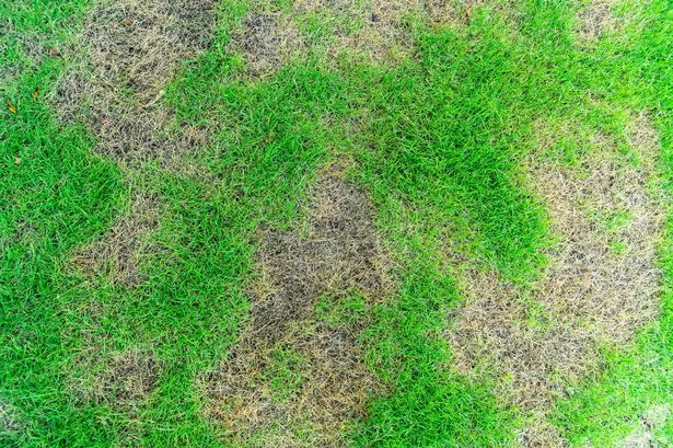 Gardening expert explains 'instant' way to fix brown patches on your lawn