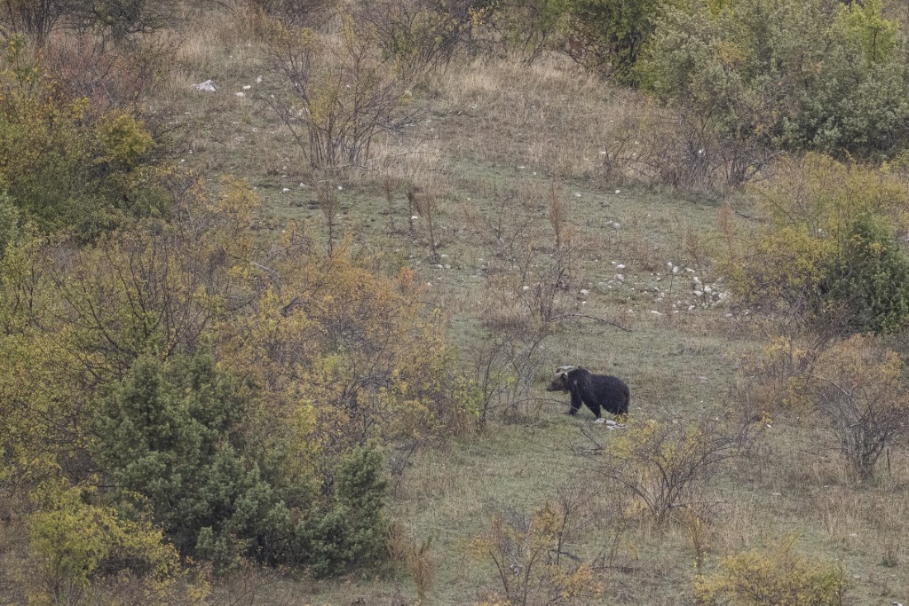 Italie: Un touriste français a été blessé par un ours