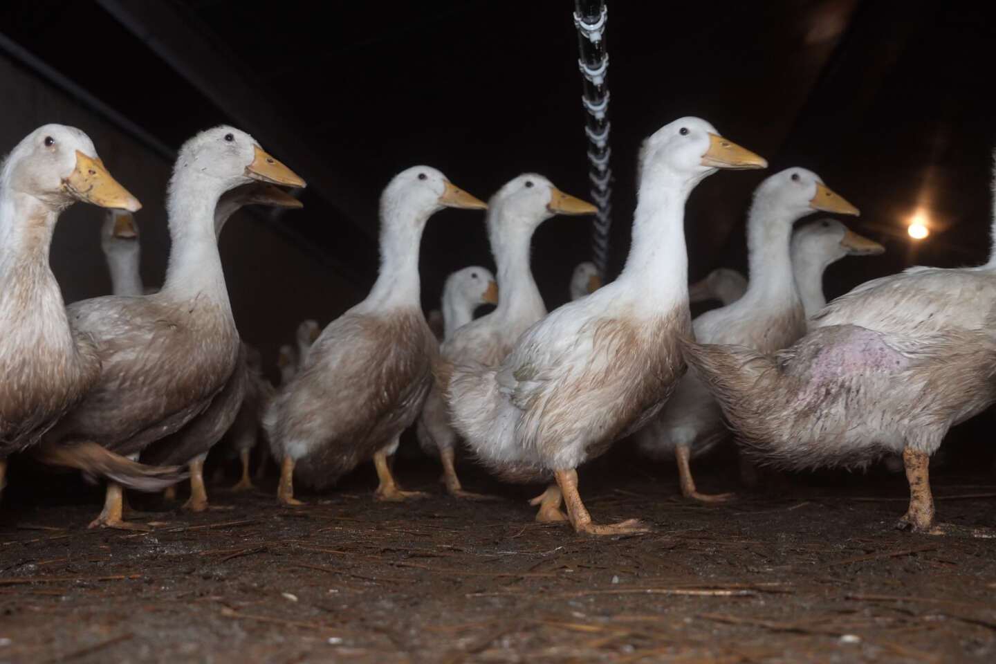 L214 annonce porter plainte contre un élevage de canards en Mayenne pour « mauvais traitements »