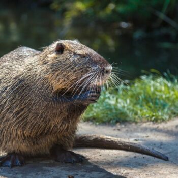 La Seine déclarée enfin baignable pour les ragondins