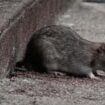 Las ratas de París, aplastadas, escondidas y lo más lejos posible del escenario olímpico