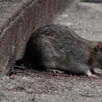 Las ratas de París, aplastadas, escondidas y lo más lejos posible del escenario olímpico