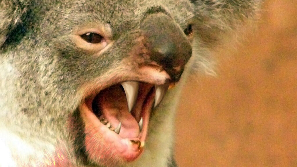 Le drop bear, animal le plus effrayant d'Australie, n'existe pas