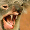 Le drop bear, animal le plus effrayant d'Australie, n'existe pas