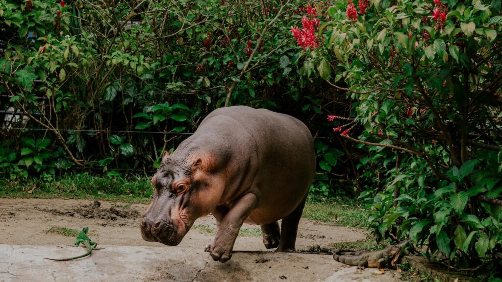 Les hippopotames peuvent voler (ou presque)