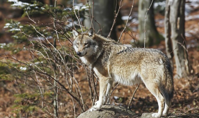 Les loups sont entrés dans Paris