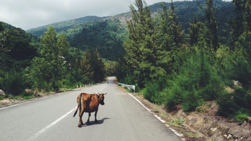 Les routes remodèlent notre planète et modifient l'ADN des animaux