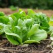 Lidl shopper shares clever lettuce hack for endless free salad all summer