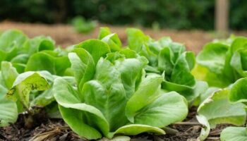 Lidl shopper shares clever lettuce hack for endless free salad all summer